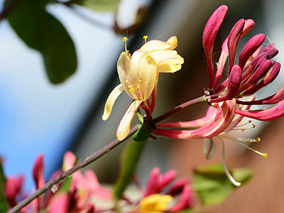 붉은인동 사진 - Lonicera periclymenum L. Photos