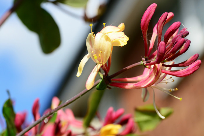 붉은인동 - Honey suckle, Lonicera periclymenum L.