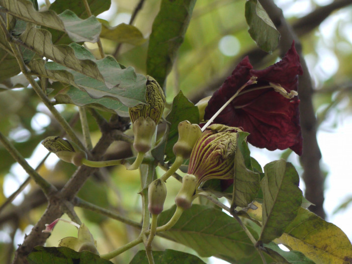 소시지나무 - Sausage Tree, Kigelia africana