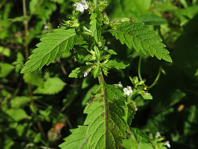 두메층층이 사진 - Clinopodium micranthum (Regel) Hara Photos