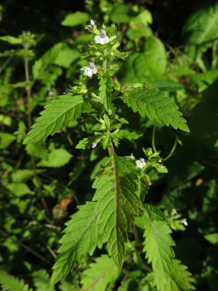 두메층층이 - Clinopodium micranthum (Regel) Hara