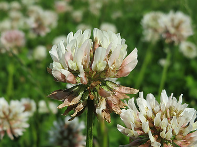토끼풀 사진 - Trifolium repens L. Photos