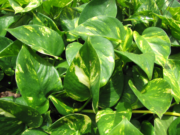 골든포토스 - Pothos, Golden pothos, Epipremnum Scott