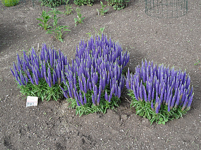 꼬리풀 사진 - Veronica linariaefolia Photos
