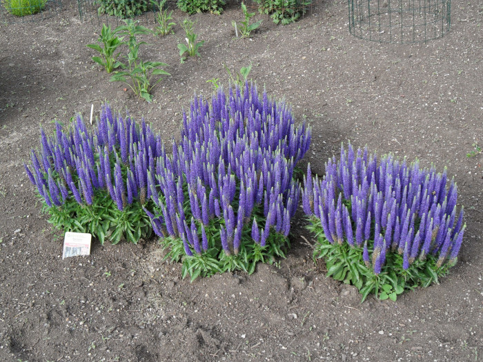 꼬리풀 - Veronica linariaefolia