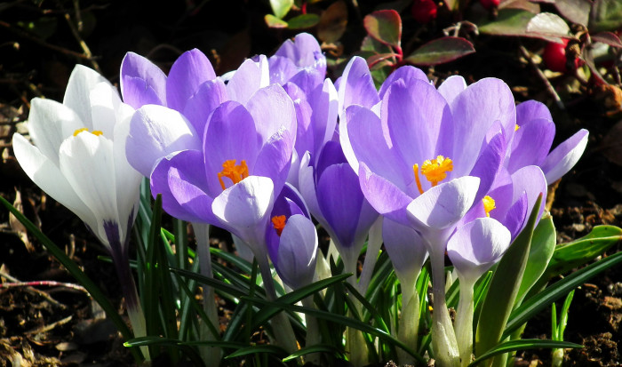 크로커스 - Crocus, Crocus spp.