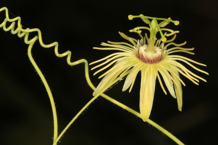 시계초 - passion flower, Passiflora caerulea