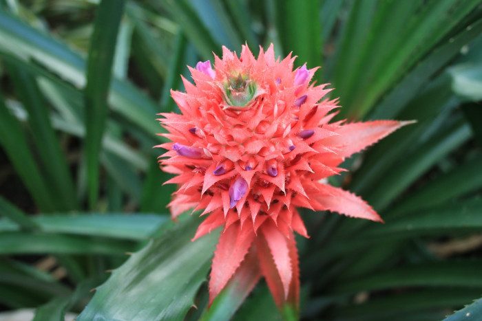 파인애플 - Pineapple, Ananas comosus
