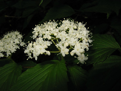 덧잎가막살나무 사진 - Viburnum wrightii var. stipllatum Nakai Photos