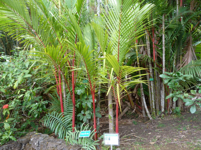립스틱야자 - lipstick palm, red sealing wax palm, Cyrtostachys renda