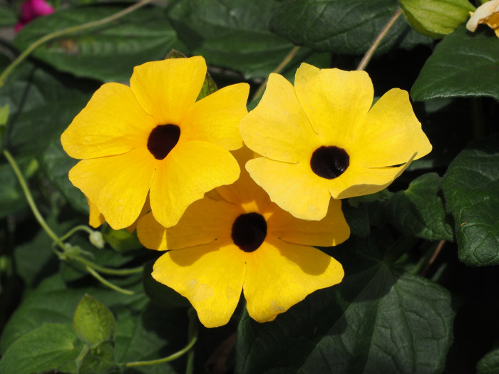 아프리카 나팔꽃 - Black-eyed Susan vine, Thunbergia alata