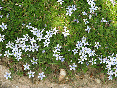 애기별꽃 사진 - Pratia pedunculata Benth. Photos