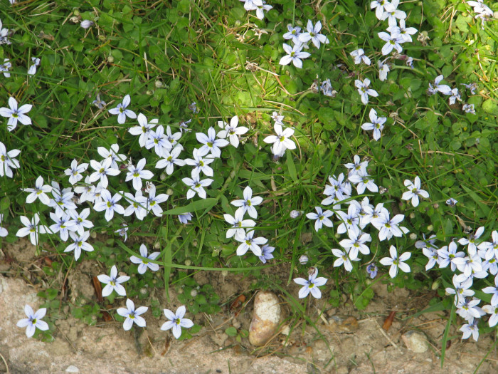 애기별꽃 - Pratia pedunculata Benth.