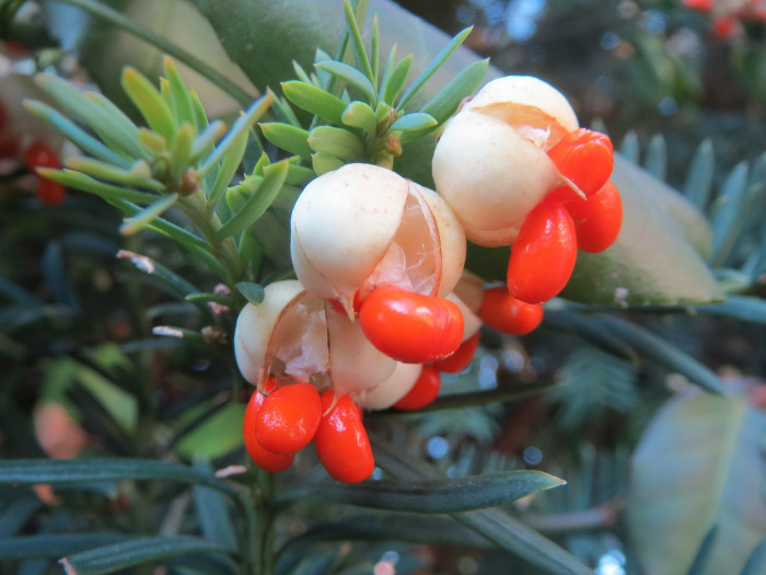 사철나무 - Japanese Spindle, Euonymus japonicus Thunb.