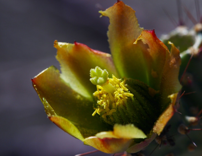 실린드로푼티아 비겔로비이 - Teddybear cholla, Cylindropuntia bigelovii