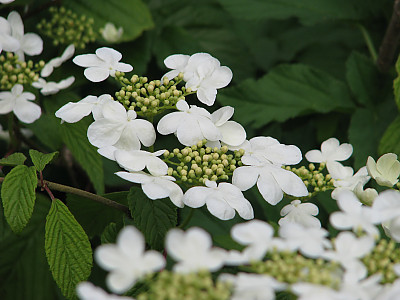 설구화 사진 - Viburnum plicatum Photos