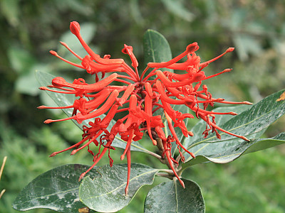 칠레불꽃나무 사진 - Embothrium coccineum Photos
