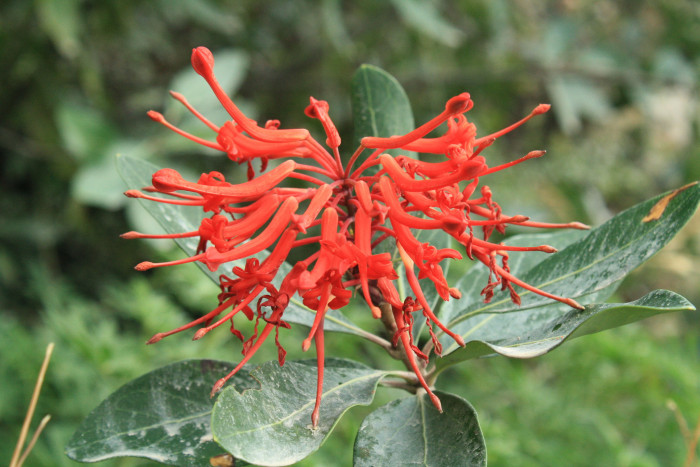 칠레불꽃나무 - Chilean firetree, Chilean firebush, notro, ciruelillo, Embothrium coccineum