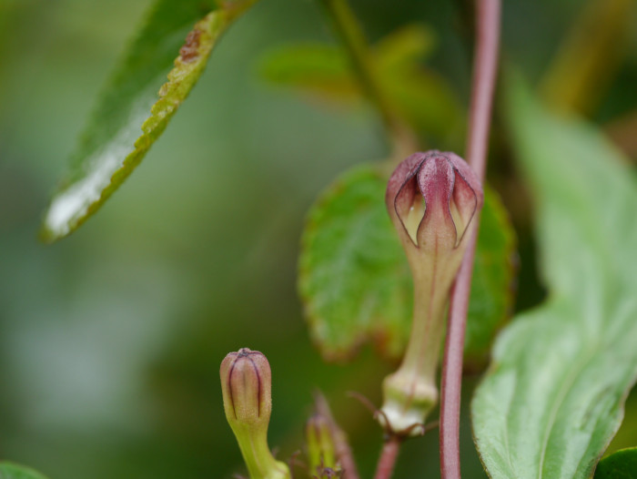 세로페지아 - dimorpha, Ceropegia