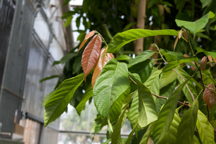 카카오 - Cacao tree, cocoa tree, Theobroma cacao