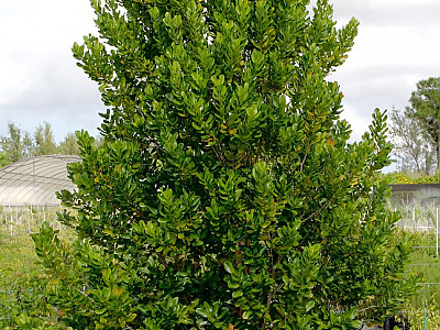 피멘토 사진 - Pimenta dioica Photos