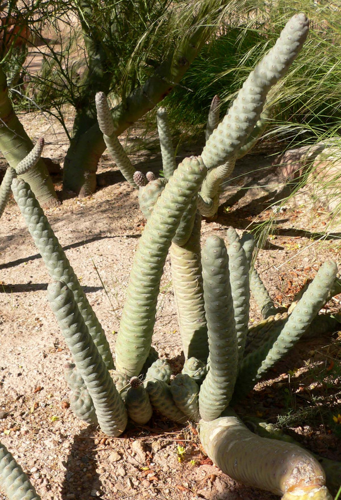 송립선 - Tephrocactus articulatus