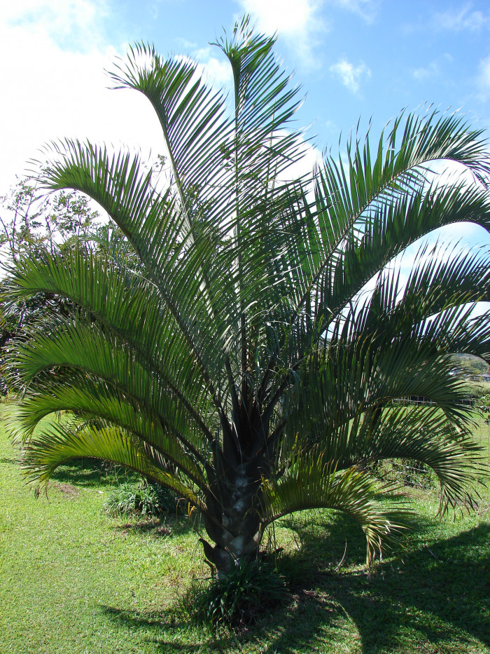 삼각야자 - Triangle Palm, Dypsis decaryi, Neodypsis decaryi jumelle