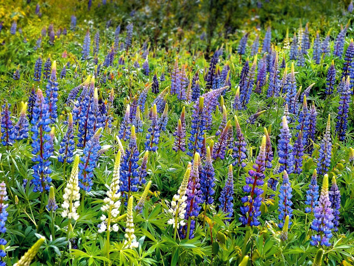 루피너스 - lupine, Lupinus spp
