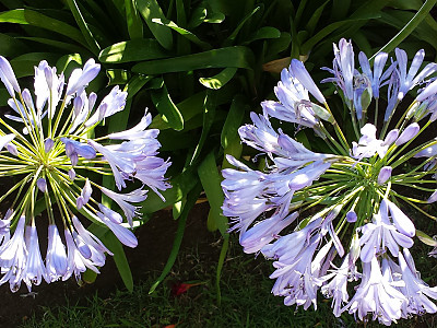 아가판서스 사진 - Agapanthus africanus (L.) Hoffmanns Photos