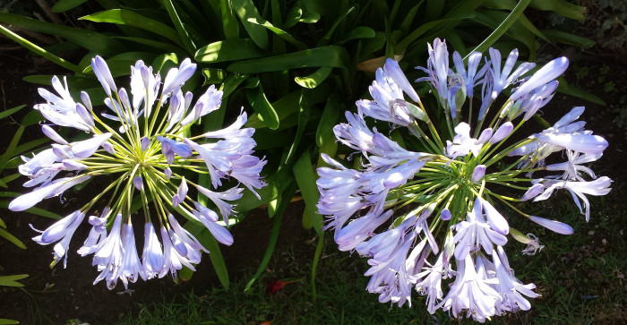 아가판서스 - African lily, Agapanthus africanus (L.) Hoffmanns