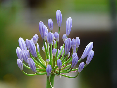아가판서스 사진 - Agapanthus africanus (L.) Hoffmanns Photos