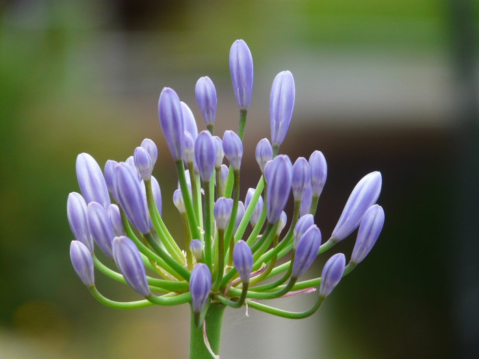 아가판서스 - African lily, Agapanthus africanus (L.) Hoffmanns