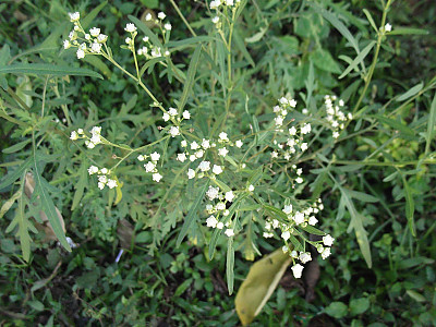 돼지풀아재비 사진 - Parthenium hysterophorus L. Photos