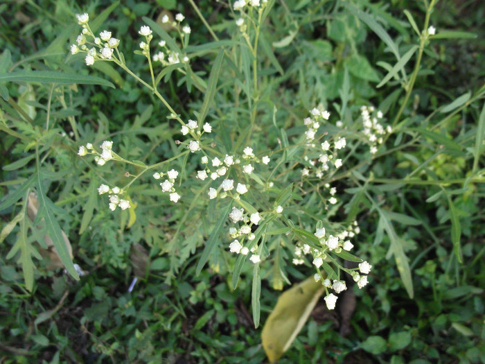 돼지풀아재비 - Parthenium hysterophorus L.