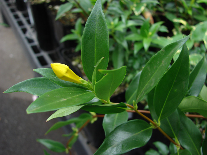 개나리자스민 - Carolina jasmine, Gelsemium sempervirens (L.) J.St.-Hil