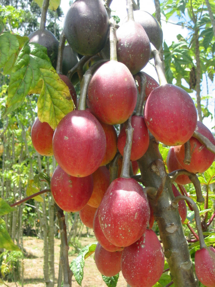 파파유엘로 - Papayuelo, Carica goudotiana