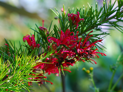 핑크단사 사진 - Grevillea rosmarinifolia Photos