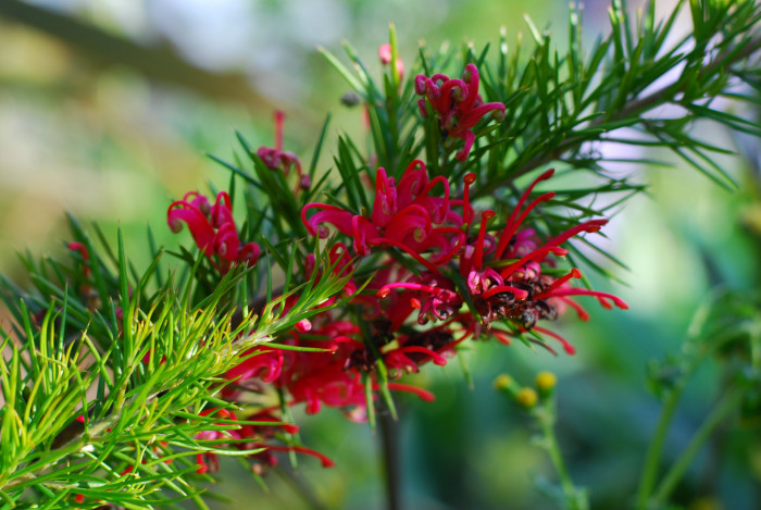 핑크단사 - Grevillea, Grevillea rosmarinifolia