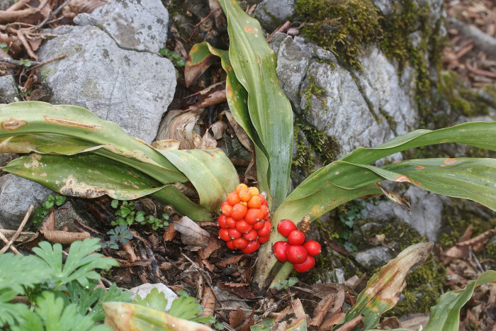 만년청 - Rohdea japonica (Thunb.) Roth