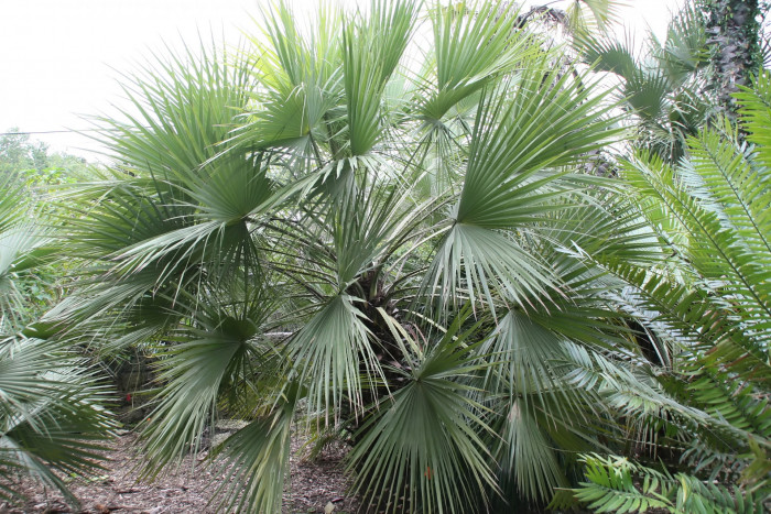 아큘레타 부채 야자 - Brahea Species, Aculeata Fan Palm, Sinaloan Hesper Palm, Brahea aculeata