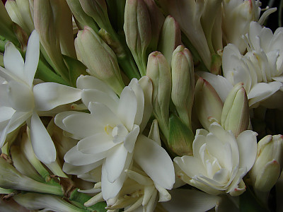 투베로사 사진 - Polianthes tuberosa Photos