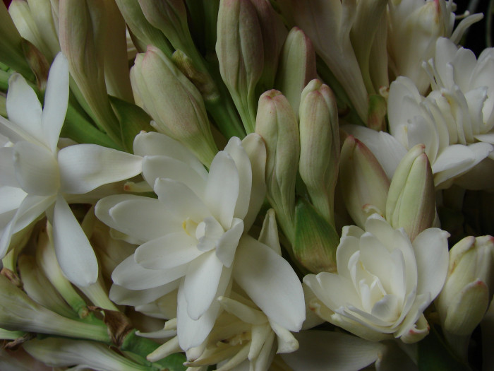 투베로사 - tuberosa, Polianthes tuberosa