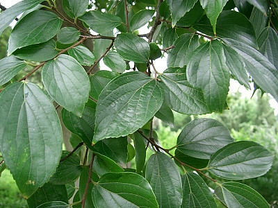 팽나무 사진 - Celtis sinensis Pers. Photos