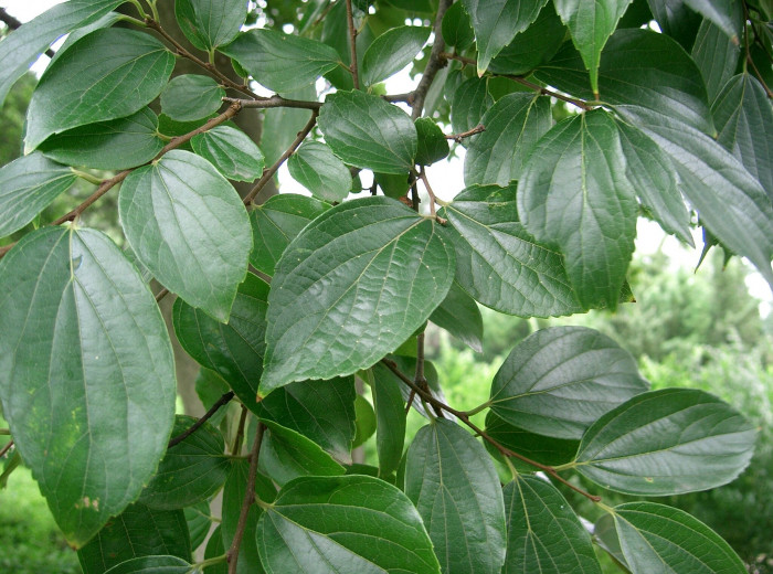 팽나무 - Chinese Hackberry, Celtis sinensis Pers.