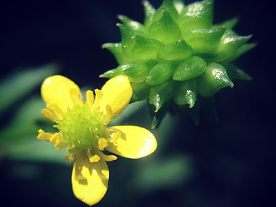 왜젓가락풀 사진 - Ranunculus silerifolius H. Lév. Photos