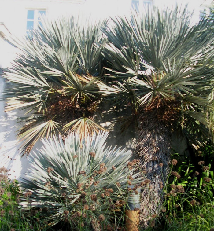 카란데이 야자 - caranday palm, Blue Needle Palm, Trithrinax campestris