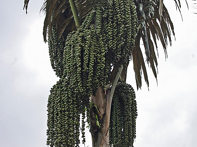사탕야자 사진 - Arenga pinnata Photos