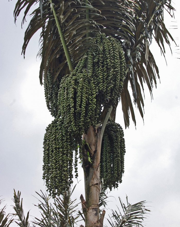 사탕야자 - sugar palm, arenga palm, areng palm, black-fiber palm, gomuti palm, Arenga pinnata