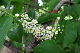세로티나 벚나무 - Prunus serotina