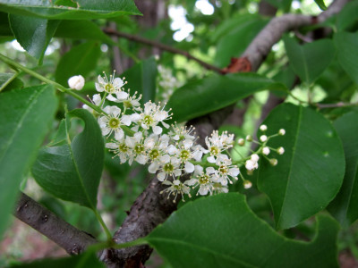 세로티나 벚나무 사진 - Prunus serotina Photos